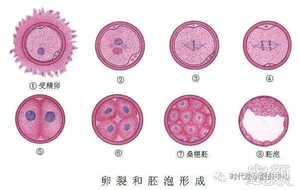 怀孕1个月感冒畸形了